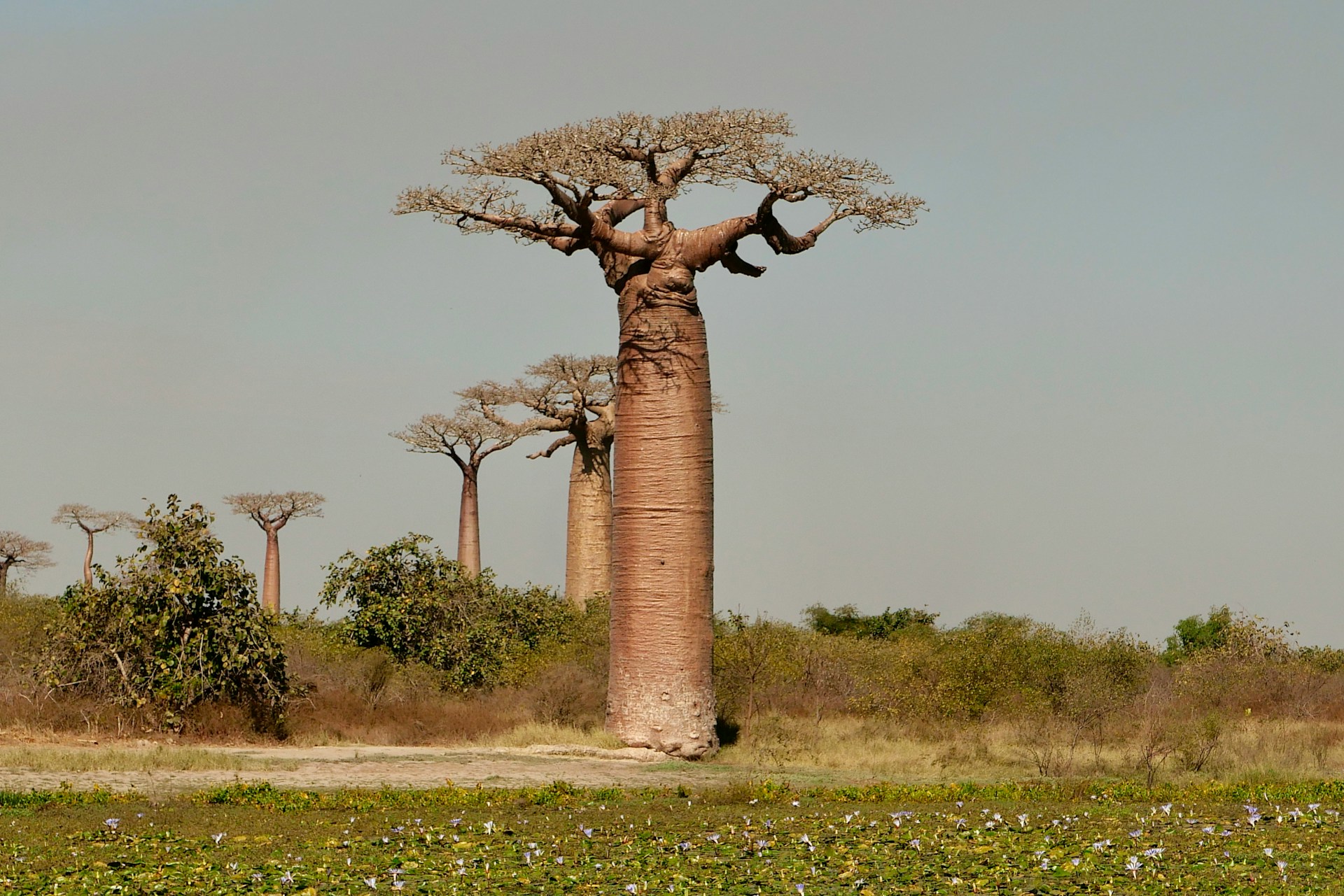 5 conseils pour bien organiser son voyage à Madagascar