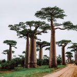 Réservez vos prochaines vacances à Madagascar : 8 raisons très convaincantes