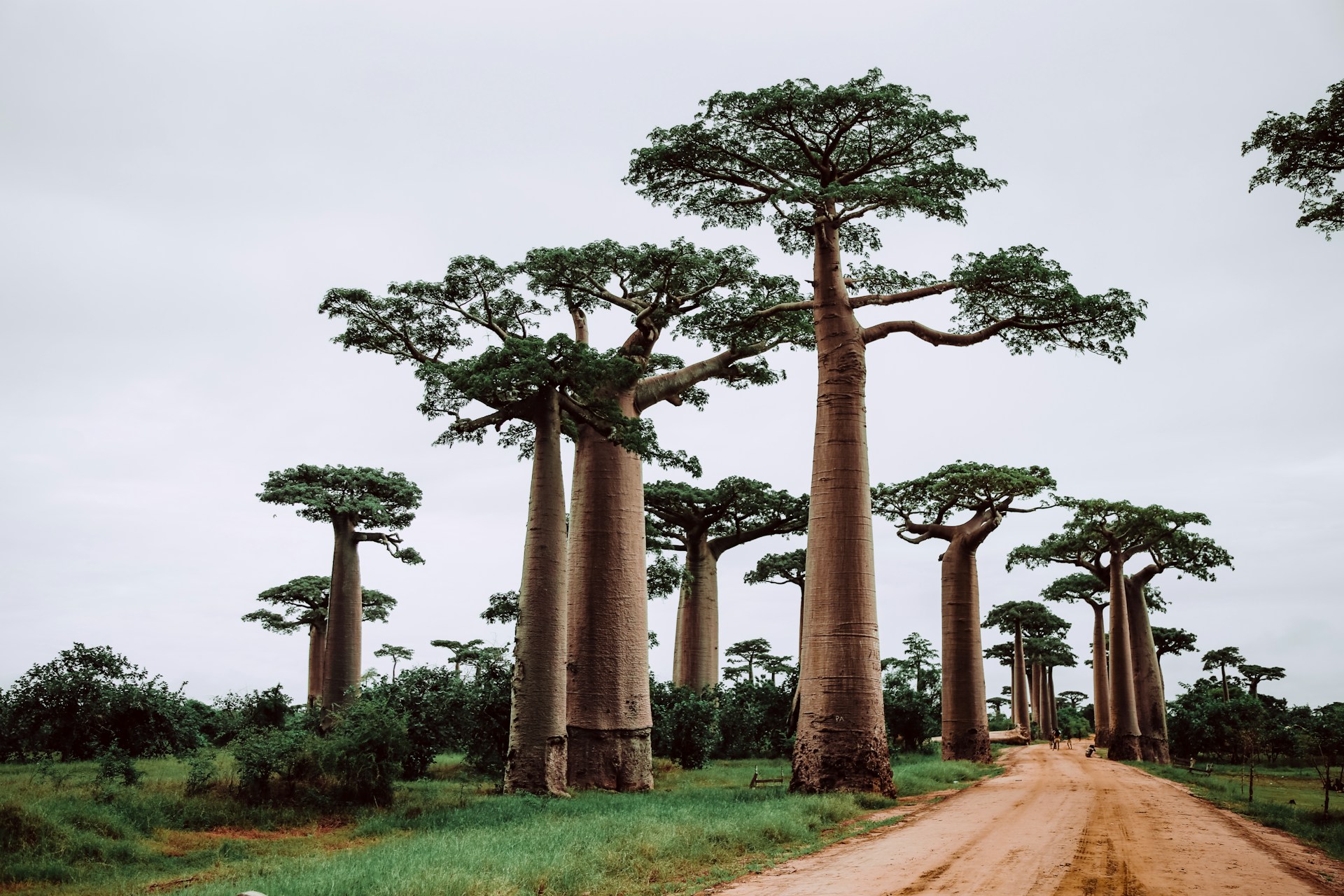 Réservez vos prochaines vacances à Madagascar : 8 raisons très convaincantes